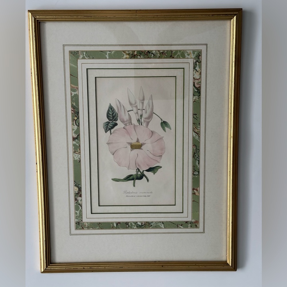 Harrison’s Floriculture Cabinet Antique Engraving 1845